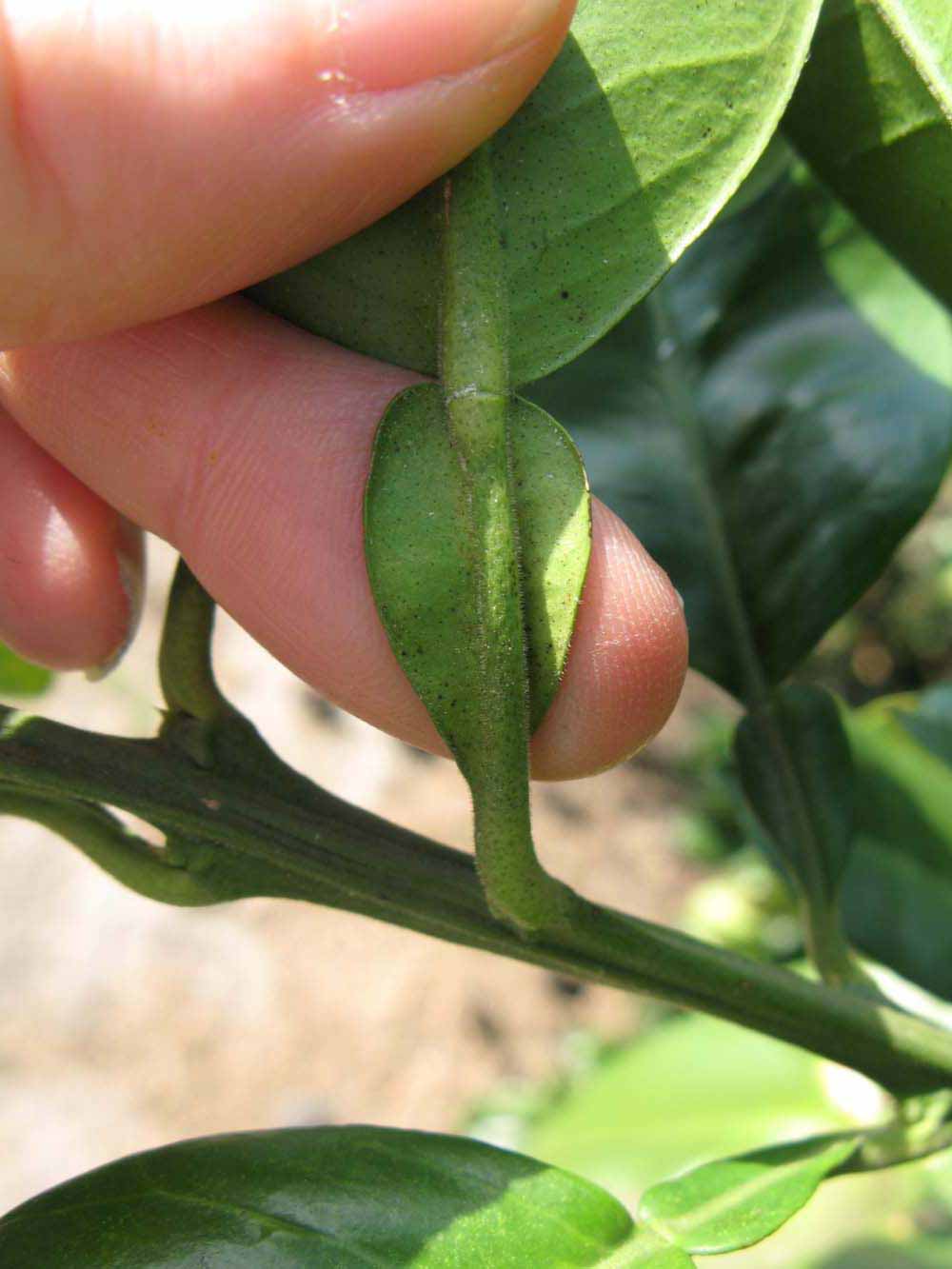              Petiole (Winter Haven, FL)       